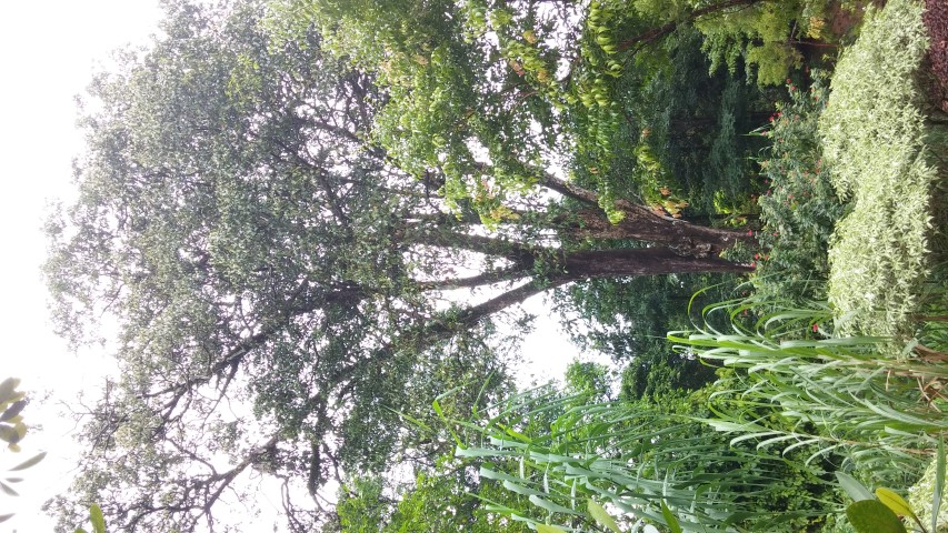 Syzgium grande plantplacesimage20141229_083921.jpg