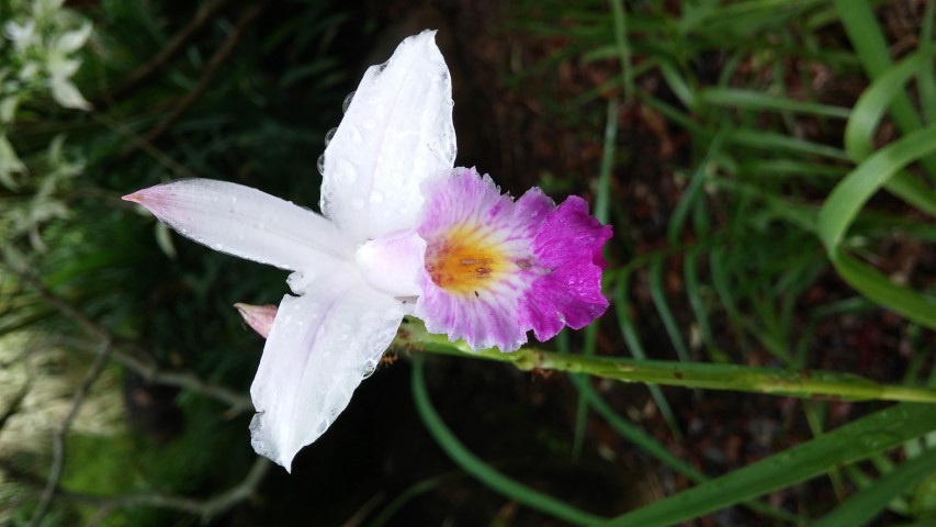 Pogonatherum crintum plantplacesimage20141229_084142.jpg