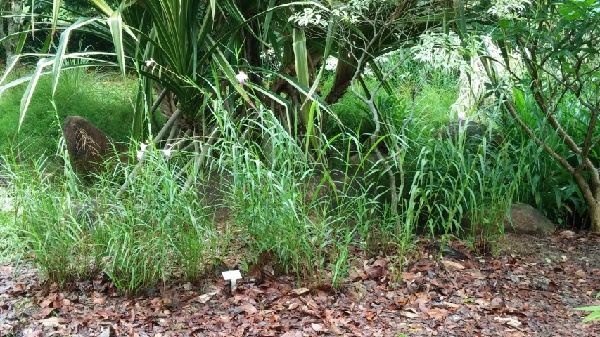Pogonatherum crintum plantplacesimage20141229_084159.jpg