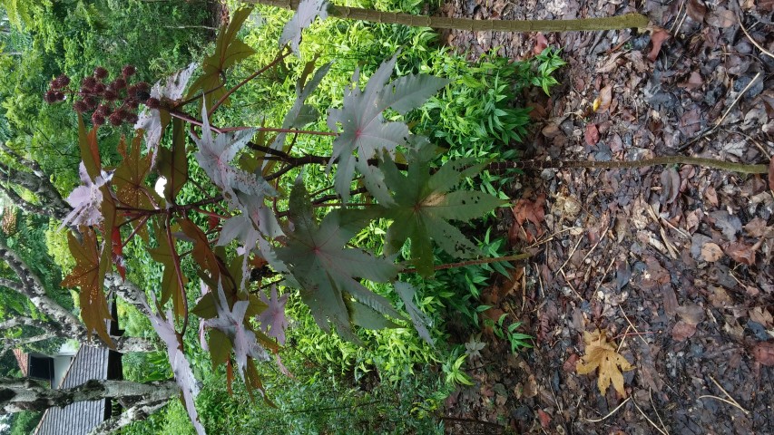 Ricinus communis plantplacesimage20141229_085723.jpg