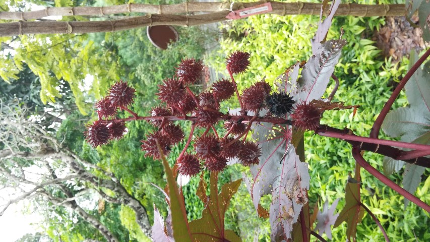 Ricinus communis plantplacesimage20141229_085741.jpg