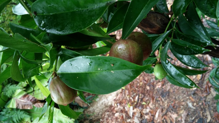 Phaleria macrocarpa plantplacesimage20141229_085946.jpg