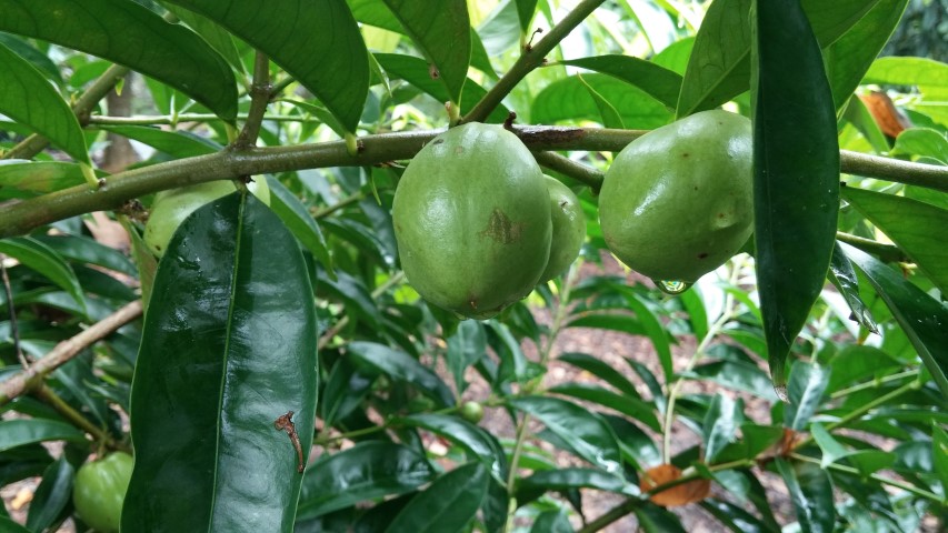 Phaleria macrocarpa plantplacesimage20141229_085956.jpg