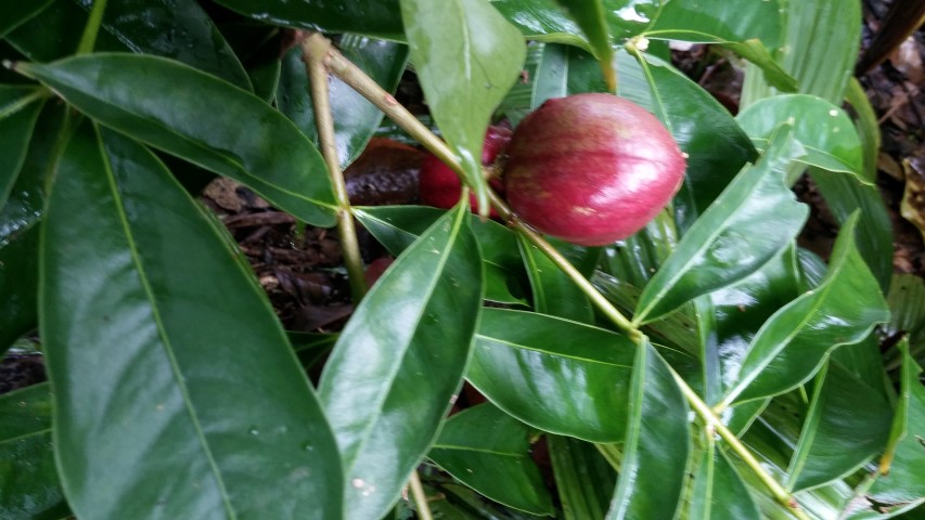 Phaleria macrocarpa plantplacesimage20141229_090016.jpg