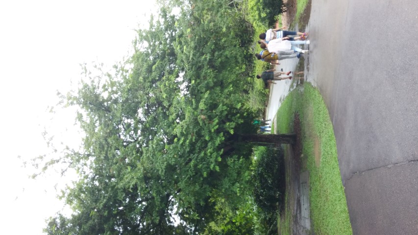 Tamarindus indica plantplacesimage20141229_091301.jpg