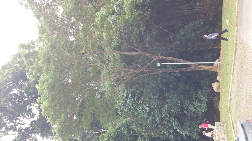 Samanea saman plantplacesimage20141230_030712.jpg