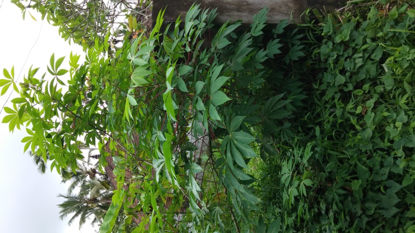 tapioca  plantplacesimage20150101_103200.jpg