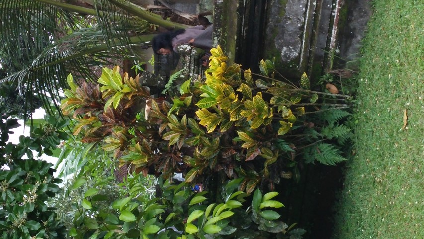 Codiaeum variegatum plantplacesimage20150101_103650.jpg