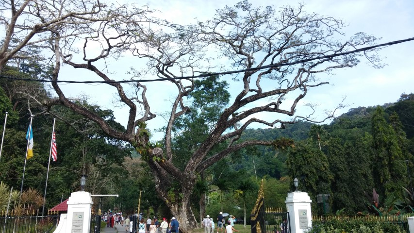 Samanea saman plantplacesimage20150105_100036.jpg