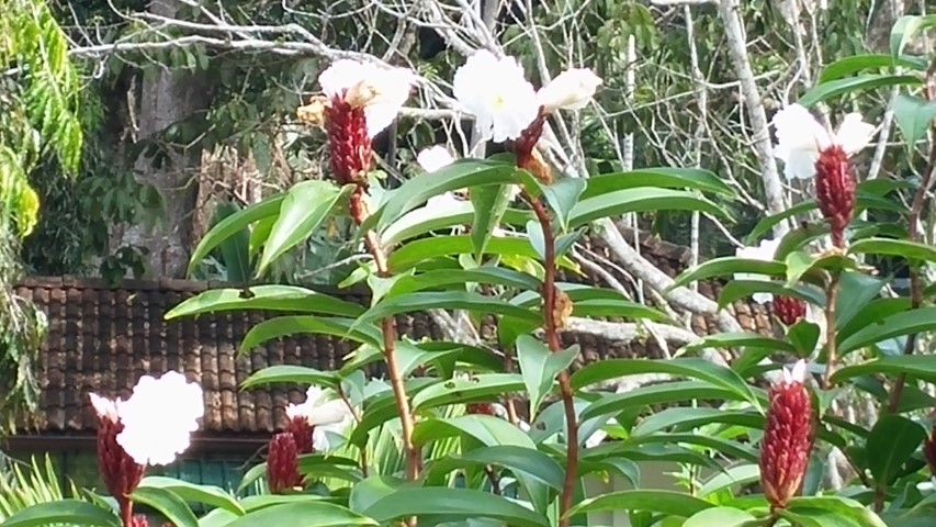 Pritchardia beccariana plantplacesimage20150105_100338.jpg