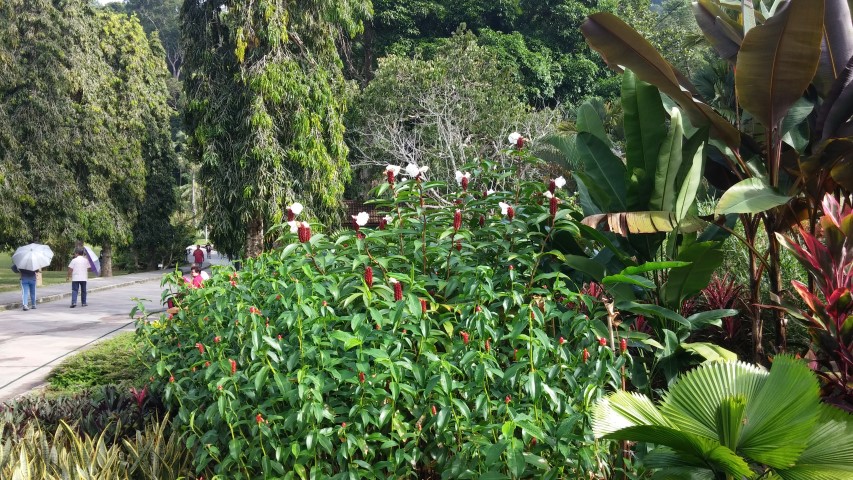 Pritchardia beccariana plantplacesimage20150105_100355.jpg