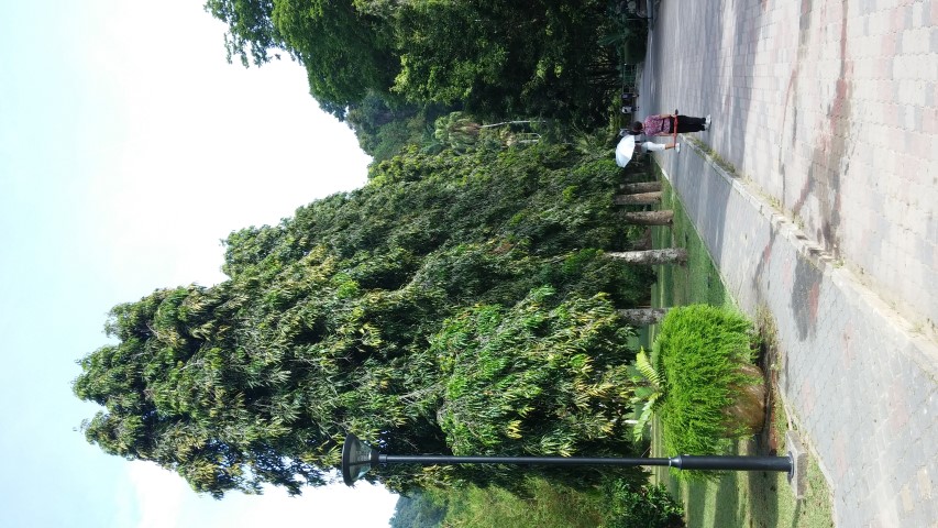 Polyalthia longifolia plantplacesimage20150105_100622.jpg