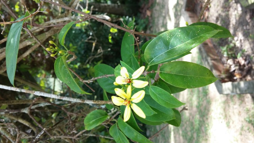 Tristellateia australaise plantplacesimage20150105_102827.jpg