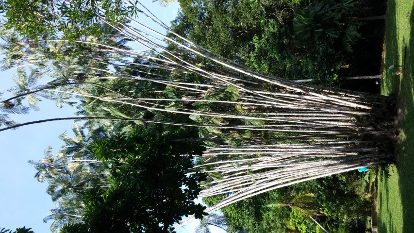 Oncosperma tigillarium plantplacesimage20150105_103457.jpg