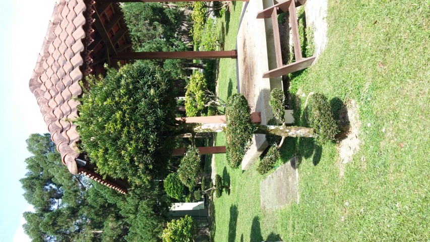 Podocarpus polystachus plantplacesimage20150105_103629.jpg