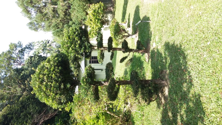 Podocarpus polystachus plantplacesimage20150105_103653.jpg