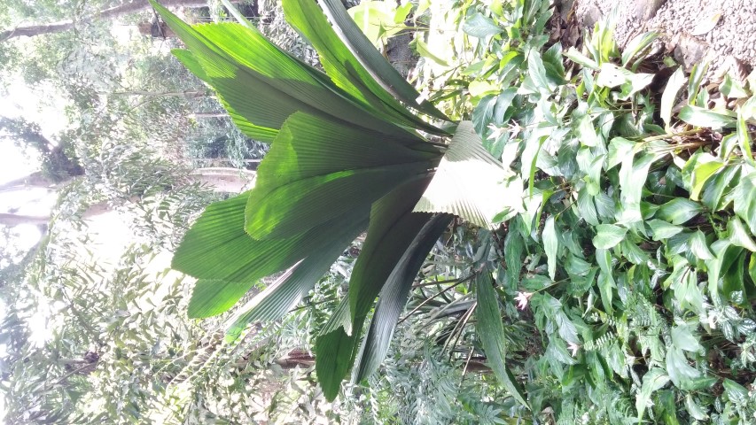 Johannesteijsmannia perakensis plantplacesimage20150105_113206.jpg