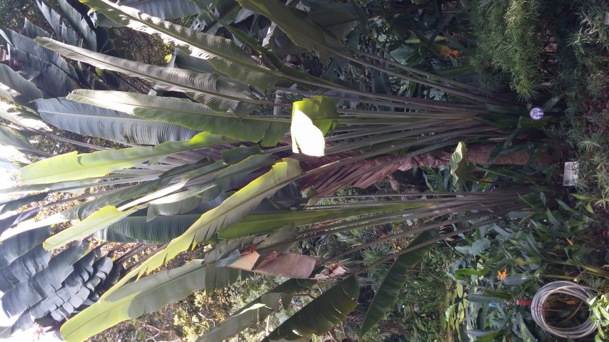 Ravenala madagascariensis plantplacesimage20150105_113746.jpg