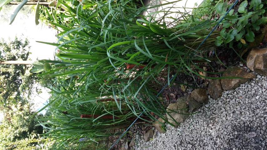 Serai wangi plantplacesimage20150105_113835.jpg