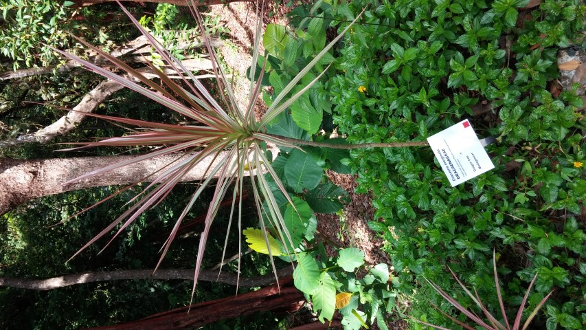 Dracaena marginata plantplacesimage20150105_115422.jpg