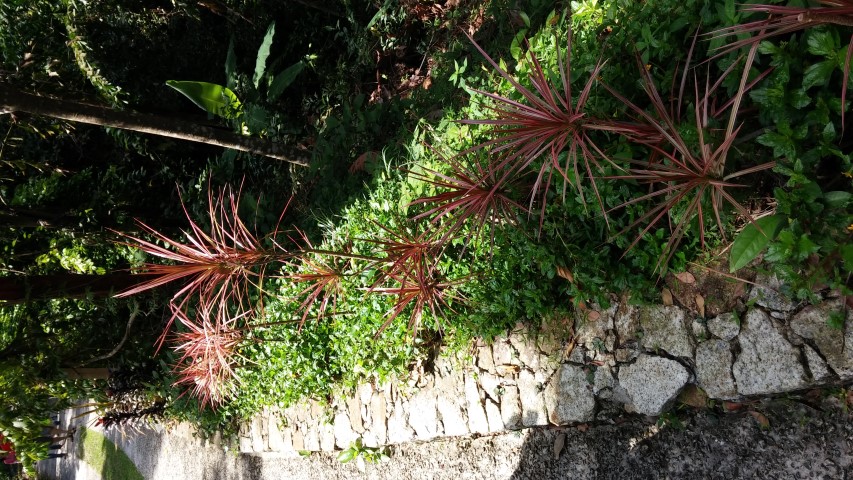 Dracaena marginata plantplacesimage20150105_115431.jpg