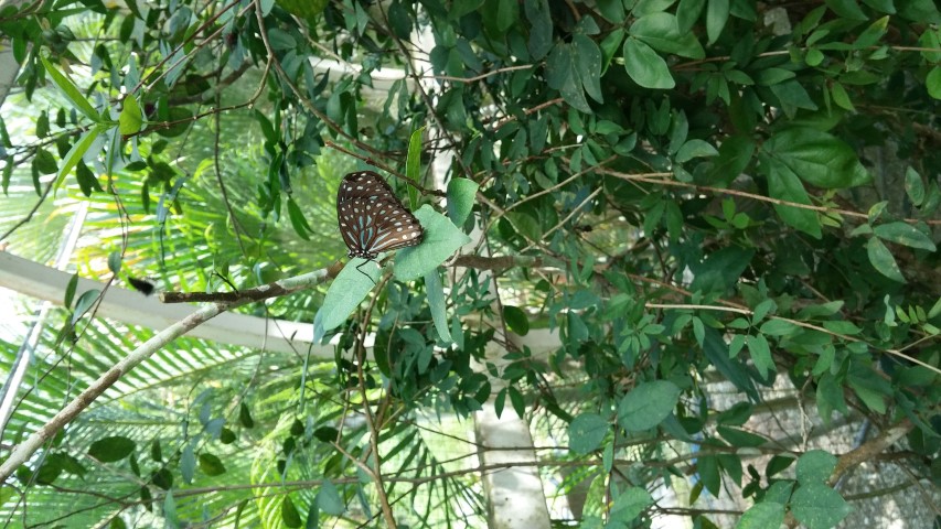 Wrightia antidysentrrica plantplacesimage20150105_124341.jpg