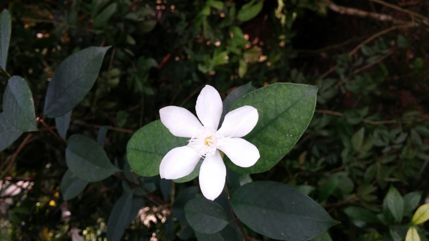 Wrightia antidysentrrica plantplacesimage20150105_124537.jpg