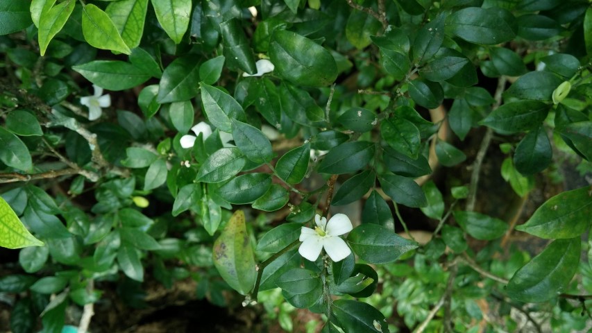 Murraya paniculata plantplacesimage20150105_125356.jpg