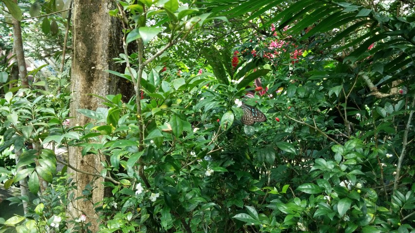 Murraya paniculata plantplacesimage20150105_125409.jpg