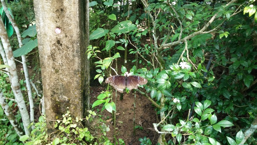 Murraya paniculata plantplacesimage20150105_125442.jpg