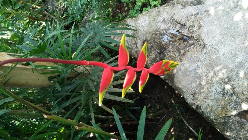Helcionia rostrata plantplacesimage20150105_125747.jpg
