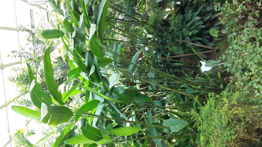 Helcionia rostrata plantplacesimage20150105_125812.jpg