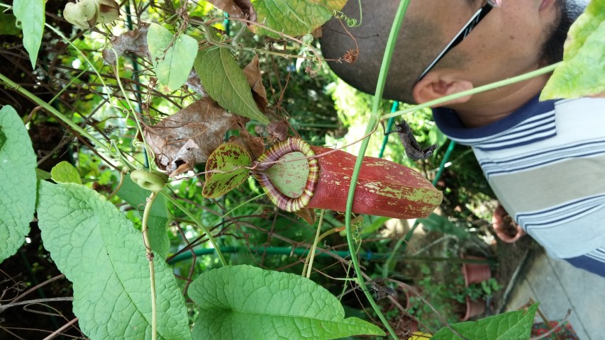 Nepenthus spp plantplacesimage20150105_130054.jpg