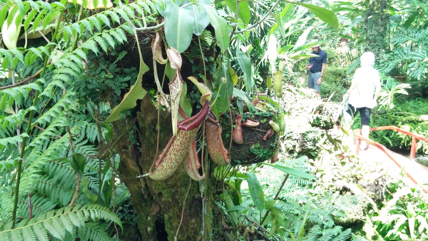 Nepenthus spp plantplacesimage20150105_130104.jpg
