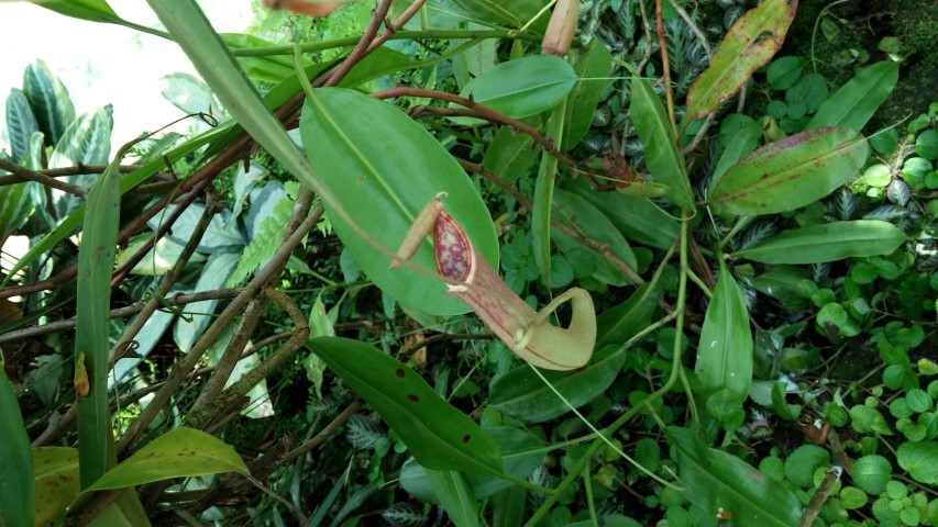 Nepenthus spp plantplacesimage20150105_130240.jpg