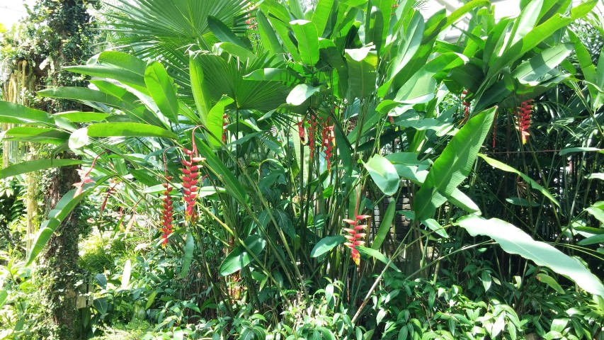 Helcionia rostrata plantplacesimage20150105_130259.jpg
