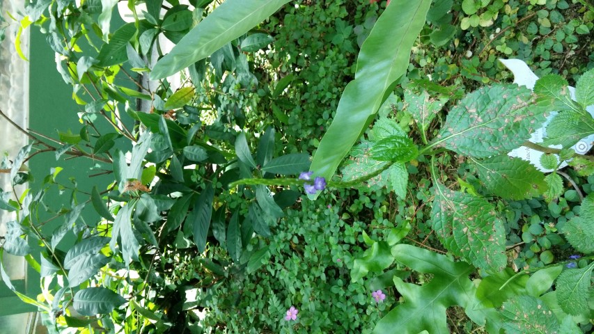 Stachytarpheta jamaicensis plantplacesimage20150105_130951.jpg