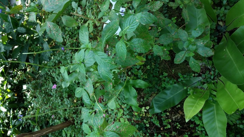 Stachytarpheta jamaicensis plantplacesimage20150105_131024.jpg