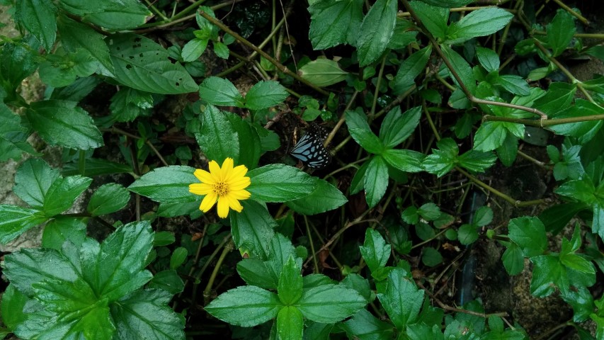 Wedelia trilobata plantplacesimage20150105_131554.jpg