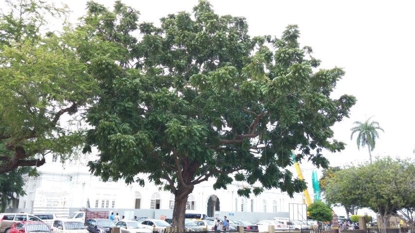 Melia excelsa plantplacesimage20150105_164148.jpg