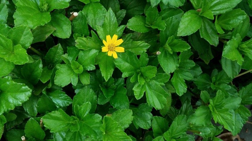 Lagestromia speciosa plantplacesimage20150108_132420.jpg