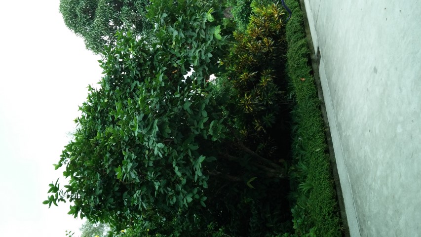 Syzygium samaragense plantplacesimage20150108_132957.jpg