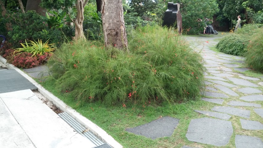 Russelia equiestiforms plantplacesimage20150108_133827.jpg