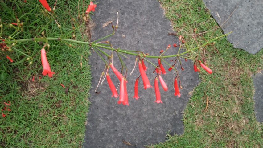 Russelia equiestiforms plantplacesimage20150108_133902.jpg