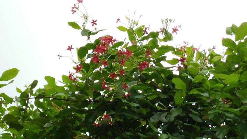 Quisqualis indica plantplacesimage20150108_134152.jpg