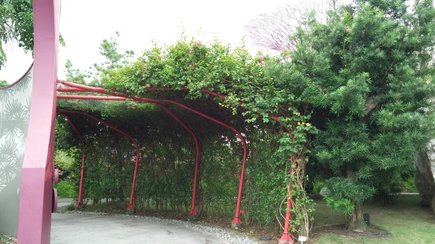 Quisqualis indica plantplacesimage20150108_134228.jpg