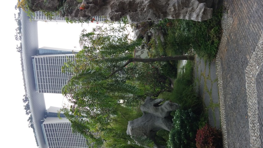 Phyllocarpus septemtroinalus plantplacesimage20150108_134501.jpg