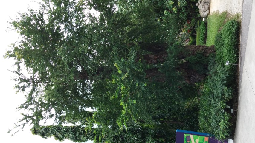 Pithecellobium dulce plantplacesimage20150108_135104.jpg