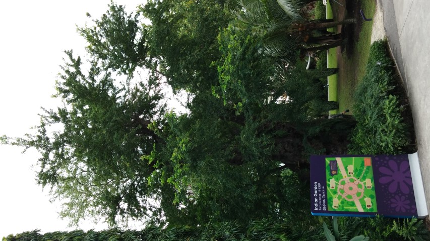 Pithecellobium dulce plantplacesimage20150108_135219.jpg