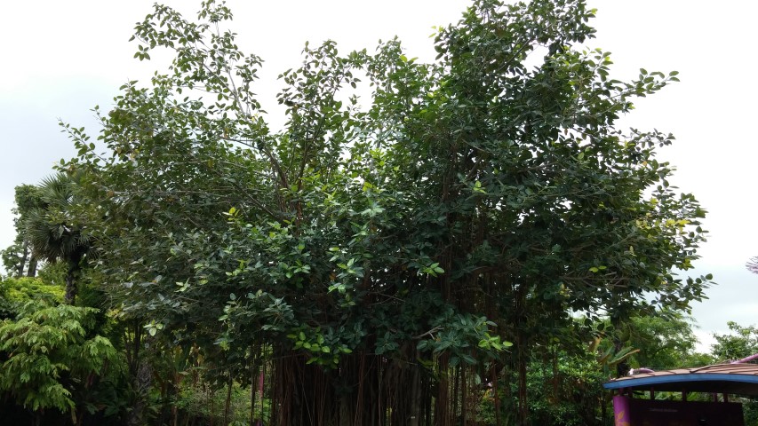 Ficus benghalensus plantplacesimage20150108_135347.jpg